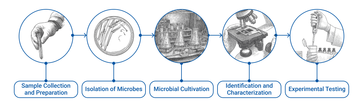 Infographic illustrating the five key steps microbiologists follow when running experiments in the lab. Each step is shown in a circular sketch-style icon: (1) Sample Collection and Preparation (gloved hand holding a test tube), (2) Isolation of Microbes (Petri dish with streaked bacteria), (3) Microbial Cultivation (Erlenmeyer flasks in an incubator), (4) Identification and Characterization (microscope with slide), and (5) Experimental Testing (gloved hands using a micropipette). Arrows connect each step in sequential order.