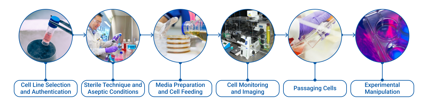 Infographic showing key steps in cytology laboratory experiments. (1) Cell Line Selection and Authentication, (2) Sterile Technique, (3) Media Preparation, (4) Cell Monitoring and Imaging, (5) Passaging Cells, and (6) Experimental Manipulation. Blue arrows connect the steps in a linear sequence.