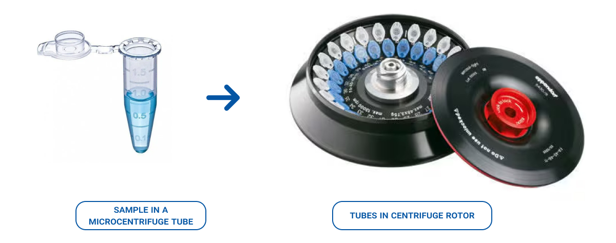 Illustration showing a sample in a blue microcentrifuge tube on the left, followed by an arrow pointing to a centrifuge rotor on the right containing multiple microcentrifuge tubes arranged in a circular pattern, with a detached black and red rotor lid beside it.