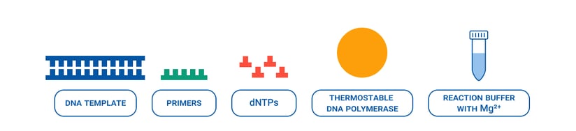 Diagram showing essential components for PCR: DNA template, primers, dNTPs, thermostable DNA polymerase, and reaction buffer with Mg²⁺, each represented with a simple icon and labeled underneath.        Спросить ChatGPT