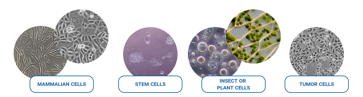 Microscopic images of different cell types used in cytology and cell culture: mammalian cells, stem cells, insect or plant cells, and tumor cells. Each cell type is displayed in a labeled circular frame with distinct visual characteristics and coloration.